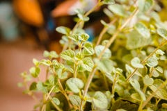 Garden fresh oregano in a home garden royalty free stock images Garden fresh oregano in a home garden royalty free stock images