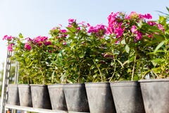 Garden market flowers in pots, buy nature decoration royalty free stock photo Garden market flowers in pots, buy nature decoration royalty free stock photo