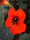 Garden nastrosium royalty free stock photos Garden nastrosium royalty free stock photos