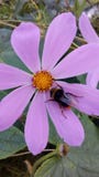 Cosmea - Mexican guest on the flower garden and in the garden royalty free stock photos Cosmea - Mexican guest on the flower garden and in the garden royalty free stock photos