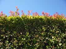 Garden: new growth garden hedge Royalty Free Stock Photography Garden: new growth garden hedge Royalty Free Stock Photography
