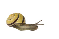 Garden Snail Stock Photo