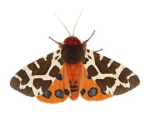 Garden Tiger Moth, Arcrtia Caja Isolated On White Background Stock Images