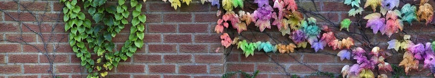 Garden wall with rainbow colored ivy royalty free stock photography Garden wall with rainbow colored ivy royalty free stock photography