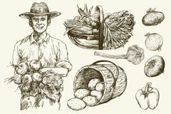 Gardener with basket of harvested vegetables. Hand drawn illustratio royalty free illustration Gardener with basket of harvested vegetables. Hand drawn illustratio royalty free illustration
