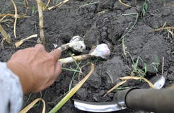 Gardener Harvesting Ripe Garlic Stock Image