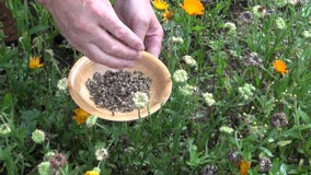 Gardener herbalist in autumn pick calendula marigold seeds stock video footage Gardener herbalist in autumn pick calendula marigold seeds stock video footage