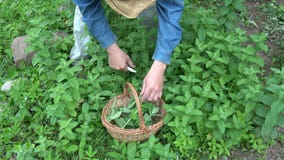 Gardener herbalist harvesting fresh mint herb stock footage Gardener herbalist harvesting fresh mint herb stock footage