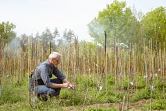 Gardener treats young plants. Hotbed of plants. stock image Gardener treats young plants. Hotbed of plants. stock image