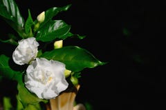 Gardenia flower a genus of flowering plants in the coffee family