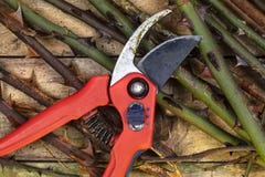 Gardening - pruning roses with secateurs Royalty Free Stock Photography Gardening - pruning roses with secateurs Royalty Free Stock Photography