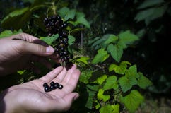 Gardening. The man& x27;s hand collects blackcurrant berries from a green bush stock photo Gardening. The man& x27;s hand collects blackcurrant berries from a green bush stock photo