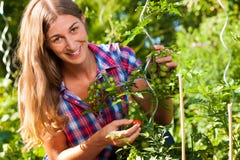 Gardening in summer - woman harvesting tomatoes royalty free stock image Gardening in summer - woman harvesting tomatoes royalty free stock image