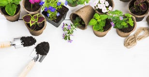 Gardening tools and flowers royalty free stock image Gardening tools and flowers royalty free stock image