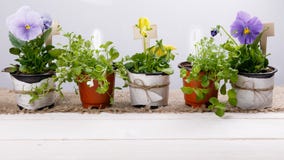 Gardening tools and flowers in pots on white wooden table. Spring in the garden concept background with free text space stock image Gardening tools and flowers in pots on white wooden table. Spring in the garden concept background with free text space stock image