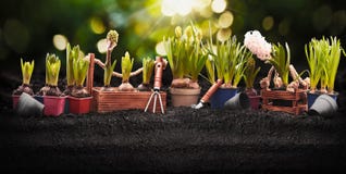 Gardening Tools and Plants. Spring Garden Works Concept stock image Gardening Tools and Plants. Spring Garden Works Concept stock image
