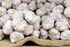 Garlic Royalty Free Stock Image