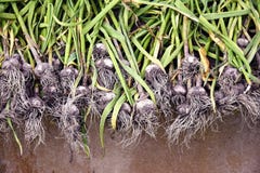 Garlic drying on the grass stock image Garlic drying on the grass stock image