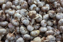 Garlics stockfotografie Garlics stockfotografie