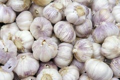 Garlics lizenzfreie stockbilder Garlics lizenzfreie stockbilder