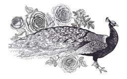 Garnering med fågeln och blommor Realistisk handteckningspåfågel och rosor som isoleras på vit bakgrund Vektorillustrationkonst stock illustrationer Garnering med fågeln och blommor Realistisk handteckningspåfågel och rosor som isoleras på vit bakgrund Vektorillustrationkonst stock illustrationer