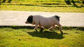 Garnka brzucha świnia na zieleni polu fotografia stock Garnka brzucha świnia na zieleni polu fotografia stock