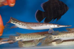 Garpike Fish Stock Image Image Of Aqua Color Aquatic Garpike Fish Stock Image Image Of Aqua Color Aquatic