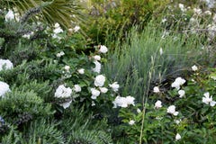 Garten Mit Weissen Rosen Und Duftpflanzen Stockbild Bild Von Mittelmeer Betrieb 92615281