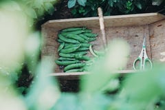Garten Trug mit Scheren und frischen Erbsen stockfotos Garten Trug mit Scheren und frischen Erbsen stockfotos