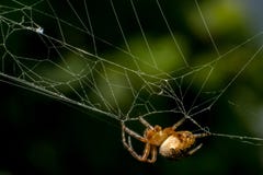 Gartenkreuzspinne im Netz lizenzfreie stockbilder Gartenkreuzspinne im Netz lizenzfreie stockbilder