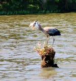 Garza azul que traga un pescado imágenes de archivo libres de regalías Garza azul que traga un pescado imágenes de archivo libres de regalías
