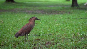 Garza de noche malaya de la cámara lenta en la hierba verde del parque Taipei en llover día almacen de video Garza de noche malaya de la cámara lenta en la hierba verde del parque Taipei en llover día almacen de video