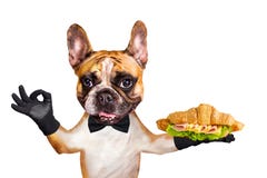 Garçom engraçado do buldogue francês do gengibre do cão em um laço preto para guardar um croissant com presunto, queijo, salada e foto de stock royalty free Garçom engraçado do buldogue francês do gengibre do cão em um laço preto para guardar um croissant com presunto, queijo, salada e foto de stock royalty free