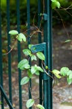 Gate With Ivy Stock Photo