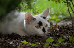 Gatinho branco pequeno com pontos pretos imagens de stock Gatinho branco pequeno com pontos pretos imagens de stock