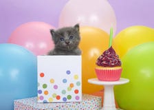Gatinho cinzento que repica fora de um presente de aniversário com queque fotos de stock Gatinho cinzento que repica fora de um presente de aniversário com queque fotos de stock