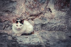 Gatinho disperso miserável com a parede de pedra velha no espaço do fundo e da cópia fotografia de stock royalty free Gatinho disperso miserável com a parede de pedra velha no espaço do fundo e da cópia fotografia de stock royalty free