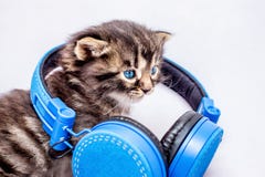 Gatinho pequeno com fones de ouvido DJ durante o disco T de escuta fotos de stock Gatinho pequeno com fones de ouvido DJ durante o disco T de escuta fotos de stock