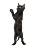 Gatinho preto que está nos pés traseiros, alcance, pawing acima imagem de stock Gatinho preto que está nos pés traseiros, alcance, pawing acima imagem de stock