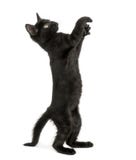 Gatinho preto que está nos pés traseiros, alcance, pawing acima foto de stock Gatinho preto que está nos pés traseiros, alcance, pawing acima foto de stock