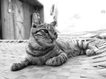 Gatinho que tenta dormir na cama imagem de stock Gatinho que tenta dormir na cama imagem de stock