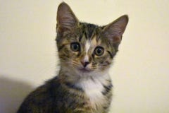 Gatinho - salvado em 10 semanas imagem de stock Gatinho - salvado em 10 semanas imagem de stock