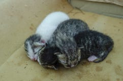 Gatinhos recém-nascidos adormecidos na esponja imagem de stock Gatinhos recém-nascidos adormecidos na esponja imagem de stock