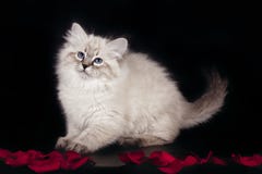 Gatito blanco hermoso mullido de Neva Masquerade con los ojos azules, tres meses, planteando sentarse en fondo negro foto de archivo Gatito blanco hermoso mullido de Neva Masquerade con los ojos azules, tres meses, planteando sentarse en fondo negro foto de archivo
