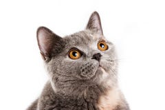 Gatito británico del gato Imágenes de archivo libres de regalías Gatito británico del gato Imágenes de archivo libres de regalías