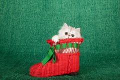 Gatito de plata de la chinchilla que se sienta dentro del zapato rojo de la bota de Santa Christmas en fondo verde foto de archivo Gatito de plata de la chinchilla que se sienta dentro del zapato rojo de la bota de Santa Christmas en fondo verde foto de archivo