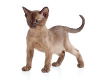 Gatito del gato Burmese en blanco foto de archivo libre de regalías Gatito del gato Burmese en blanco foto de archivo libre de regalías