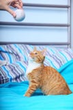Gatito lindo rojo del animal doméstico del gato de los animales en casa - pequeño en cama Foto de archivo libre de regalías Gatito lindo rojo del animal doméstico del gato de los animales en casa - pequeño en cama Foto de archivo libre de regalías
