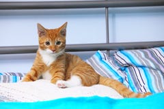 Gatito lindo rojo del animal doméstico del gato de los animales en casa - pequeño en cama Imágenes de archivo libres de regalías Gatito lindo rojo del animal doméstico del gato de los animales en casa - pequeño en cama Imágenes de archivo libres de regalías