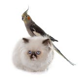 Gatito y cockatiel de pelo largo británicos imagenes de archivo Gatito y cockatiel de pelo largo británicos imagenes de archivo